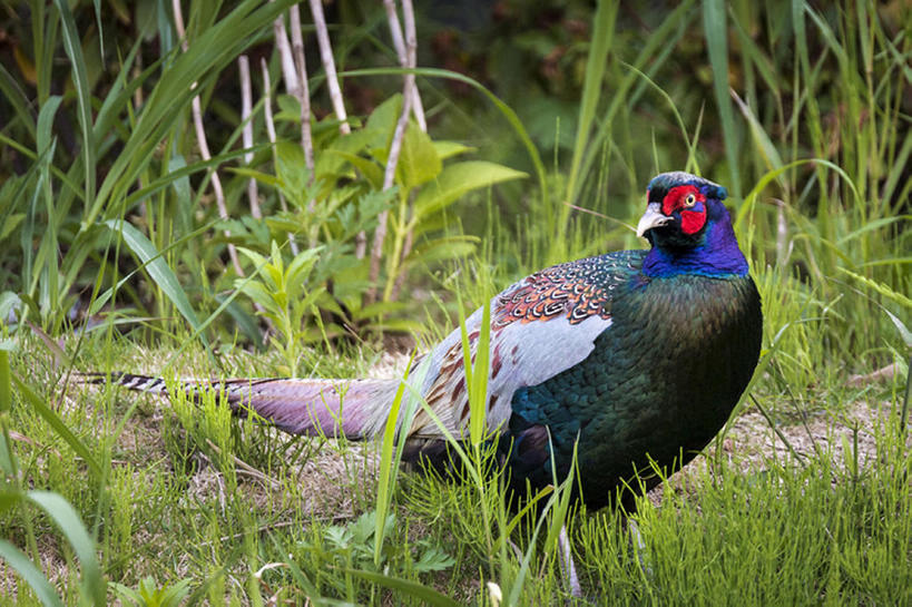 无人,横图,室外,白天,鸟,野生动物,日本,千叶县,动物,男性,野鸡,船桥市,bj175