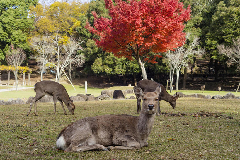 公园,横图,室外,白天,秋季,鹿,叶子,奈良县,日本,亚洲,枯叶,落叶,动物,东亚,本州,本州岛,日本国,近畿地方,奈良,近畿,奈良公园,叶,叶片,秋,秋天,bj175