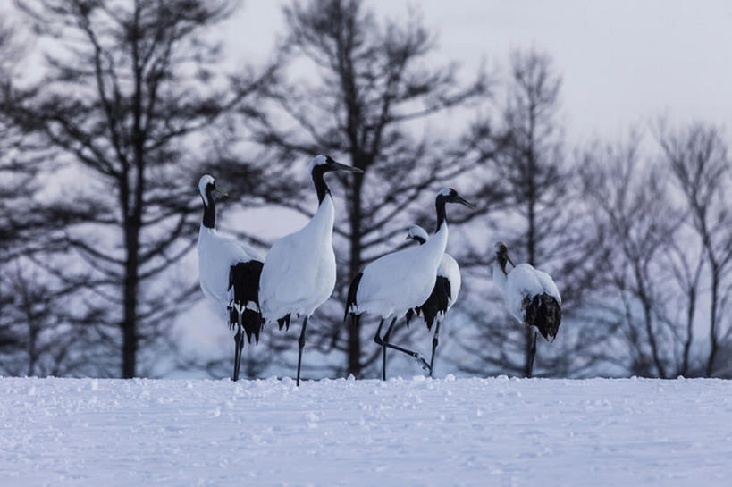 横图,室外,白天,雪,鸟,北海道,冬天,自然,动物,仙鹤,bj175