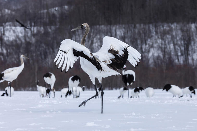 横图,室外,白天,雪,鸟,北海道,日本,冬天,动物,仙鹤,bj175
