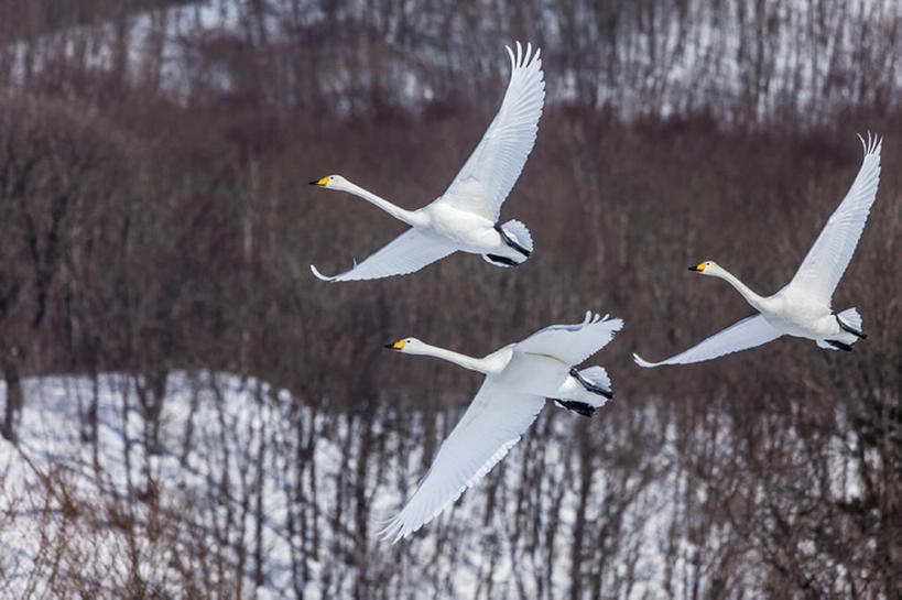 横图,室外,白天,鸟,野生动物,北海道,日本,三只,冬天,半空,飞,动物,仙鹤,bj175