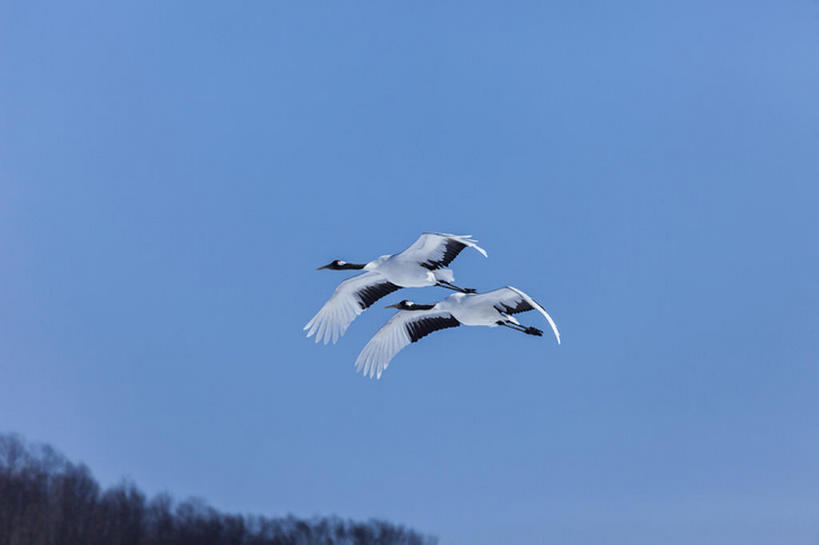横图,室外,白天,鸟,野生动物,北海道,日本,冬天,半空,飞,天空,动物,两只,仙鹤,bj175