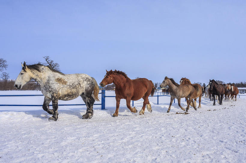 跑,横图,室外,白天,牧场,雪,马,北海道,日本,一排,整齐,冬天,排列,动物,队列,bj175