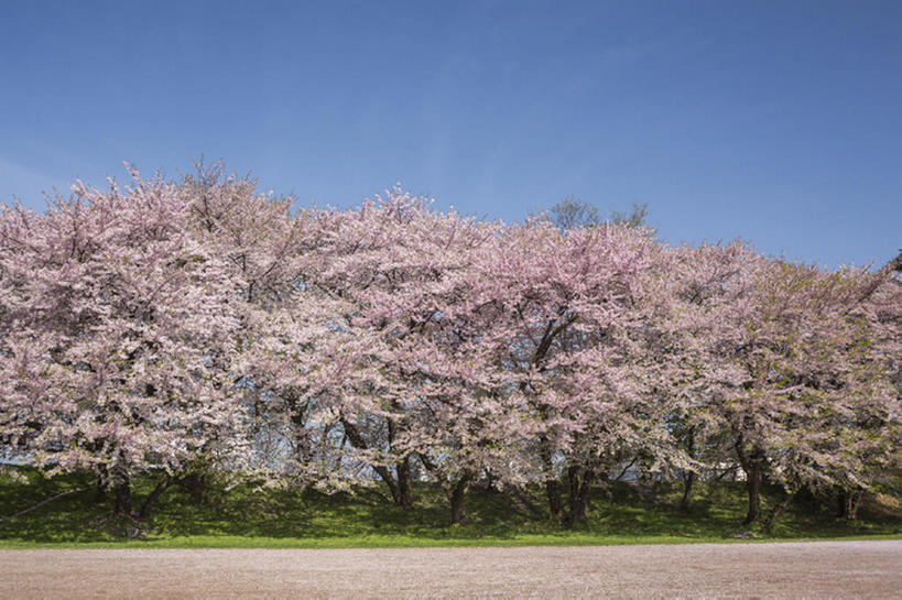 无人,公园,横图,室外,白天,植物,樱花,日本,花,树,风景,春天,山形县,bj175