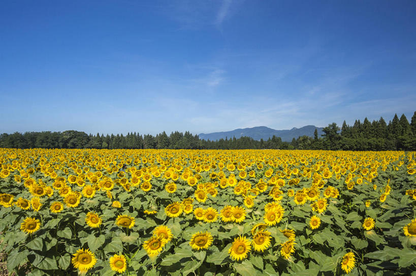 无人,横图,室外,白天,植物,向日葵,日本,亚洲,花,风景,天空,夏天,东亚,本州,本州岛,日本国,中部地方,新潟,新潟县,bj175