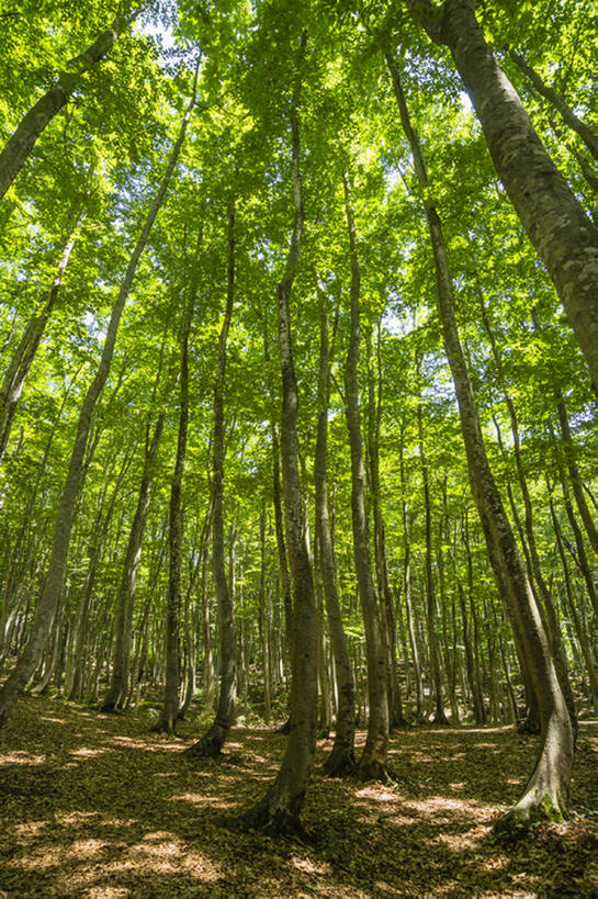 无人,竖图,室外,白天,森林,植物,日本,亚洲,树,自然,东亚,本州,本州岛,日本国,中部地方,新潟,新潟县,山毛榉树,bj175