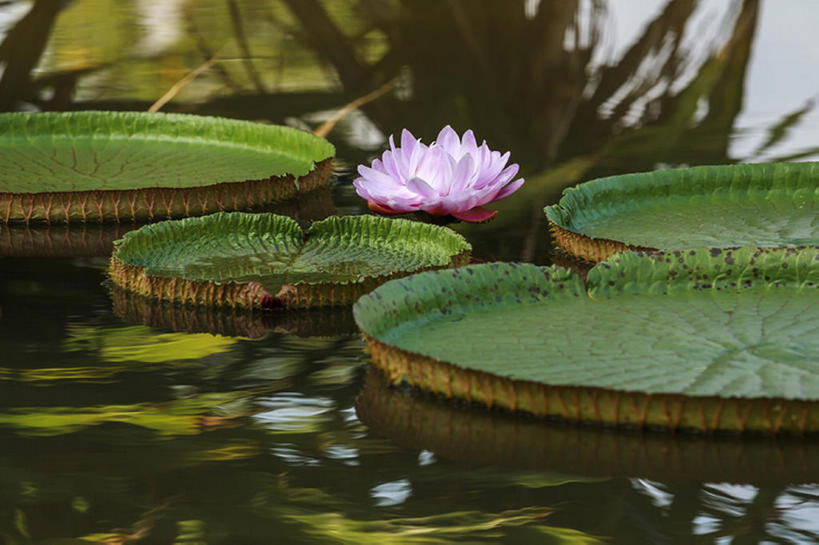 寺庙,横图,室外,白天,植物,莲花,西双版纳,中国,亚洲,池塘,水面,花,树叶,浮动,宗教,佛教,东亚,云南省,bj175