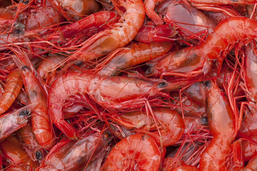 无人,横图,丰富,虾,食品,红色,清新,海产,bj175