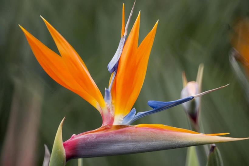 无人,横图,彩色,室外,白天,植物,花,极乐鸟,桔子,bj175