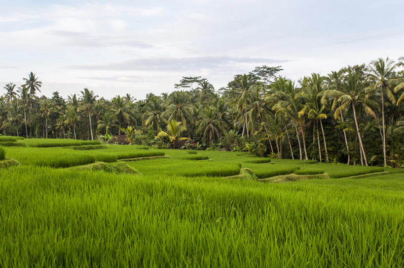 横图,室外,白天,印度尼西亚,亚洲,稻田,乡村,树,风景,天空,旅游胜地,热带气候,巴厘,bj175